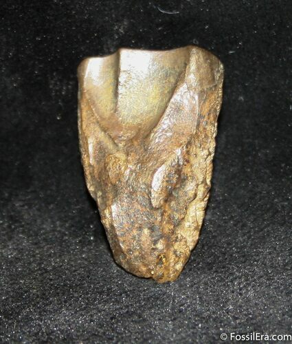 Inch Long Triceratops Tooth - Montana #1136